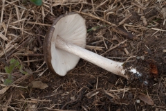 Pluteus cervinus - Deer Shield, Lindrick Dale.