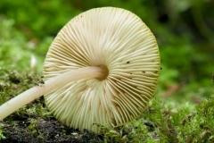 Pluteus chrysophaeus - Yellow Shield, Clumber Park NT, Notts.