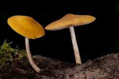 Pluteus chrysophaeus - Yellow Shield, Clumber Park NT, Notts.