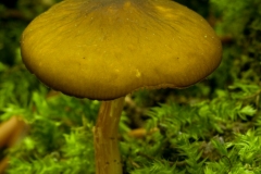 Pluteus chrysophaeus - Yellow Shield, Clumber Park NT, Notts.