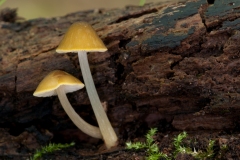 Pluteus chrysophaeus - Yellow Shield, Treswell Wood, Notts.