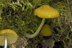 Pluteus chrysophaeus - Yellow Shield, Anston Stones Wood.