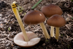 Pluteus lutescens, Treswell Wood, Notts.