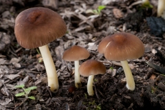 Pluteus lutescens, Treswell Wood, Notts.