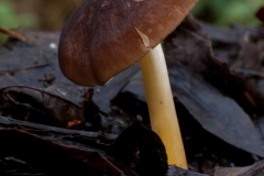 Pluteus romellii - Goldleaf Shield, Treswell Wood, Notts.