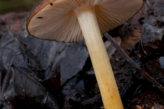 Pluteus romellii - Goldleaf Shield, Treswell Wood, Notts.