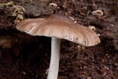 Pluteus salicinus - Willow Shield, Clumber Park NT, Notts.