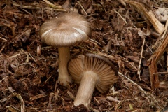 Pluteus salicinus - Willow Shield, Clumber Park NT, Notts.