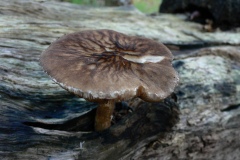 Pluteus umbrosus - Velvet Shield, Sherwood Forest, Notts.