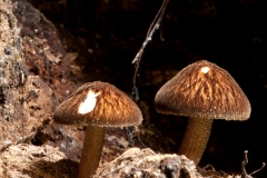 Pluteus umbrosus - Velvet Shield, Clumber Park NT, Notts.