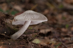 Pluteus salicinus - Willow Shield, Longshaw NT, Derbyshire.