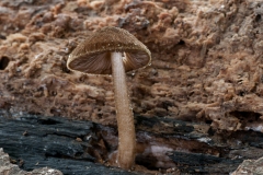 Pluteus umbrosus - Velvet Shield, Clumber Park NT, Notts.