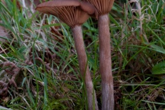 Pseudoclitocybe cyathiformis - The Goblet, Clumber Park NT, Notts.