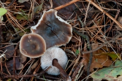 Rhodocollybia butyracea - Butter Cap, Clumber Park NT, Notts.