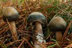 Rhodocollybia butyracea - Butter Cap, Sherwood Pines, Notts.