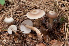 Rhodocollybia butyracea - Butter Cap, Whitwell Wood, Derbyshire.