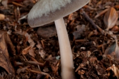 Rhodocollybia butyracea - Butter Cap, Clumber Park NT, Notts.