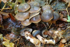 Rhodocollybia butyracea - Butter Cap, Clumber Park NT, Notts.