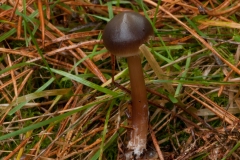 Rhodocollybia butyracea - Butter Cap, Sherwood Pines, Notts.