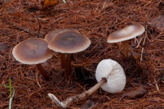 Rhodocollybia butyracea - Butter Cap, Sherwood Pines, Notts.