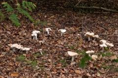 Rhodocollybia maculata, Clumber Park NT, Notts.