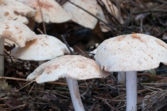 Rhodocollybia maculata, Clumber Park NT, Notts.