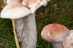 Rhodocollybia maculata, Budby Common, Notts.