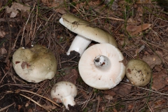 Russula aeruginea - Green Brittlegill, Clumber Park, Notts.