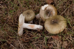 Russula aeruginea - Green Brittlegill,