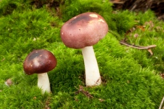 Russula atropurpurea - Purple Brittlegill, Cuckney Hey Wood, Notts.