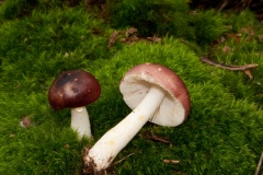 Russula atropurpurea - Purple Brittlegill, Cuckney Hey Wood, Notts.