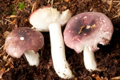 Russula atropurpurea - Purple Brittlegill, Shirwood Pines, Notts.