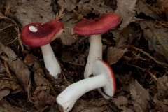 Russula emetica - The Sickener, Clumber Park NT, Notts.