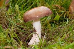 Russula nitida, Longshaw NT, Derbyshire