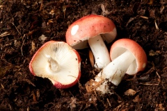 Russula-nobilis-Beechwood-Sickener-5311