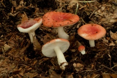 Russula nobilis - Beechwood Sickener, Sherwood Pines, Notts.