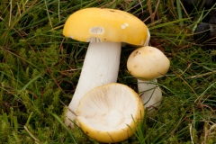 Russula ochroleuca - Ochre Brittlegill, Longshaw NT, Derbyshire.