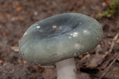 Russula parazurea - Powdery Brittlegill, Clumber Park, Notts.