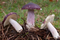 Russula sardonia - Primrose Brittlegill, Longshaw NT, Derbyshire.