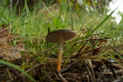 Strobilurus tenacellus - Pinecone Cap, Sherwood Pines, Notts.