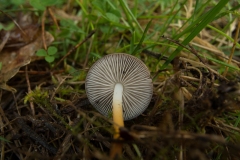 Strobilurus tenacellus - Pinecone Cap, Sherwood Pines, Notts.