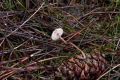 Strobilurus tenacellus - Pinecone Cap, Sherwood Pines, Notts.