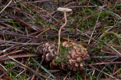 Strobilurus tenacellus - Pinecone Cap, Sherwood Pines, Notts.