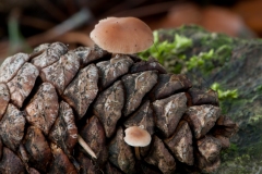 Strobilurus tenacellus - Pinecone Cap, Sherwood Pines, Notts.