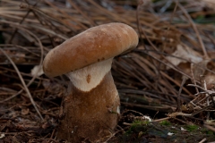 Tapinella atromentosa - Velvet Rollrim, Barrow Hills NR, Notts.