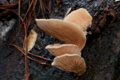 Tapinella panuoides - Oyster Rollrim, Sherwood Pines, Notts.