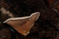 Tapinella panuoides - Oyster Rollrim, Sherwood Pines, Notts.