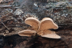 Tapinella panuoides - Oyster Rollrim, Sherwood Pines, Notts.