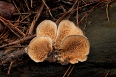 Tapinella panuoides - Oyster Rollrim, Sherwood Pines, Notts.