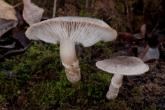 Tricholoma cingulatum, Lound, Notts.